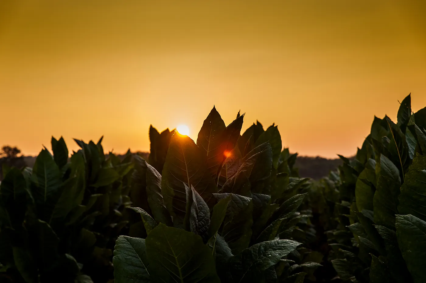 Fertilización en Badajoz