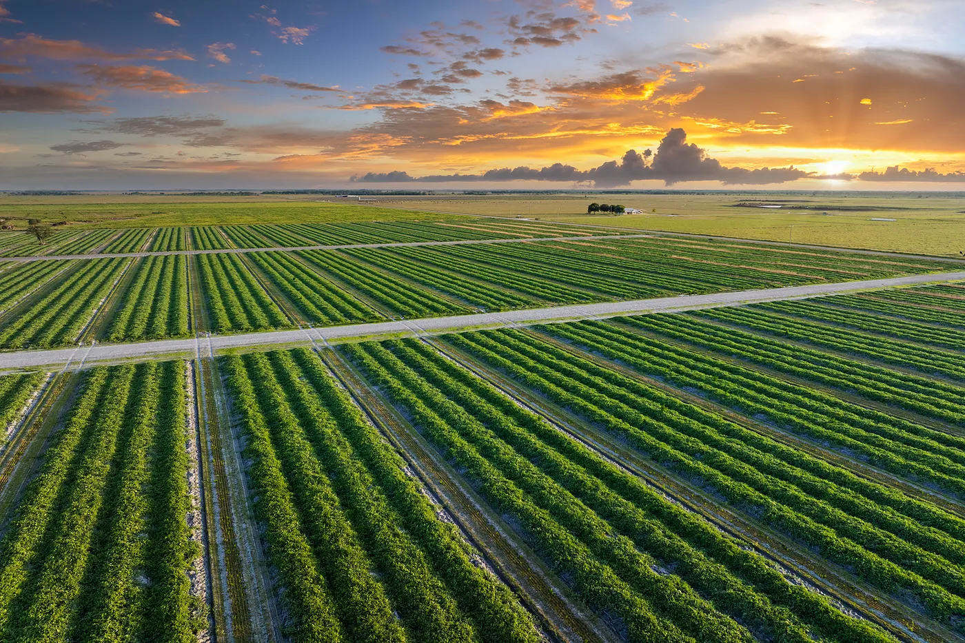 Agricultura en Arroyo de San Serván: características del entorno agrícola y oportunidades