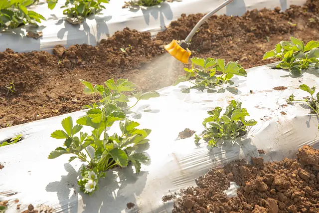 Paisaje agrícola 7 — Badajoz