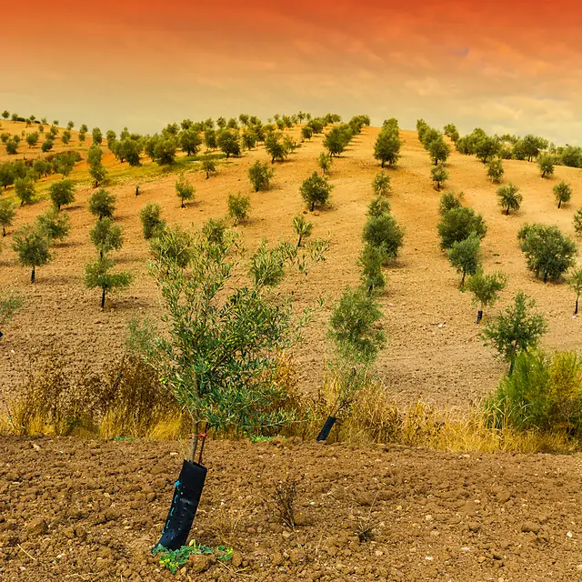 Paisaje agrícola 12 — Badajoz