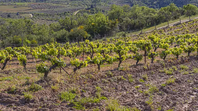 Paisaje agrícola 14 — Badajoz