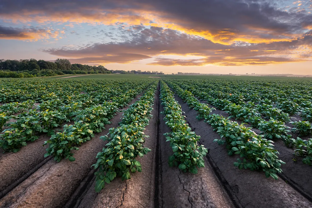 Campos de cultivo sostenible en Badajoz